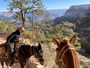 Grand Canyon Mule Ride Guides
