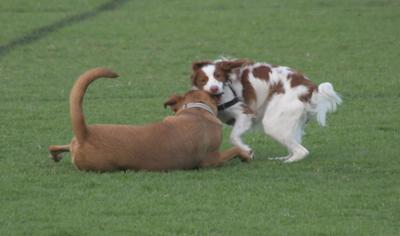 Dogs playing in the park - by Sardaka - Wikimedia