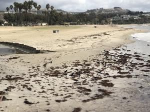 Doheny State Beach birds by Sewageboy - Wikimedia
