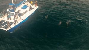Captain Dave's Dolphin and Whale-Watching Safaris