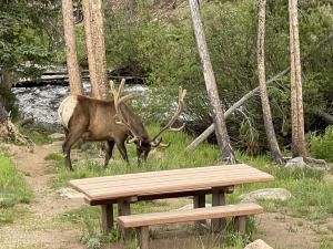 Elk grazing in Rocky Mountains