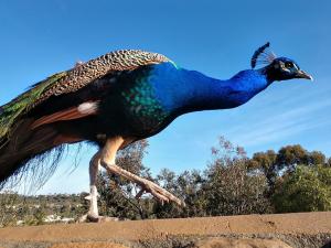 Peacock walking at Leo Carrillo Ranch Historic Park