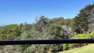 Tree view at Chaminade Resort - Santa Cruz