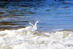 Crystal Cove Rabbit