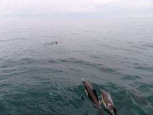 Captain Dave's Dolphin Safari - Dolphins