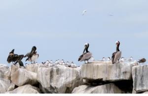 Dana Point Harbor - Birds on the seawall