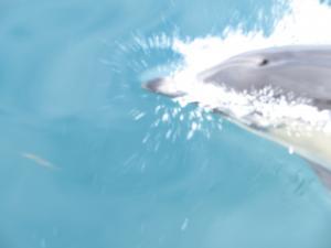 Marine Life Cruise - Dolphin in water