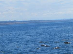Ocean Institute - Marine Life Cruise - Swordfish