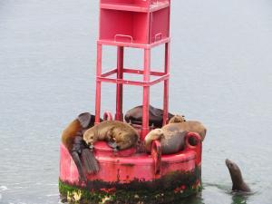 Ocean Institute - Marine Life Cruise - Sea Lions