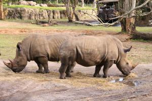 Disney World - Animal Kingdom - Safari - Wikipedia by Loadmaster