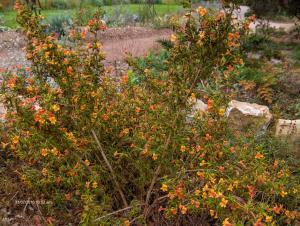 Santa Barbara - Botanic Garden