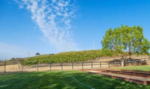 Happy Canyon Vineyards at Pinocho Ranch