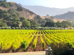 Grassini Family Vineyards 