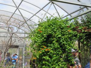 Las Vegas Springs Preserve - Butterfly Exhibit