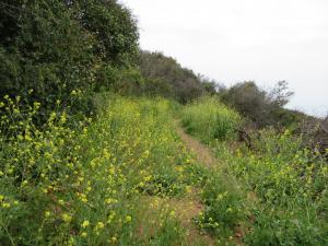 Tuna Canyon Park - Hike - Trail - Wildflowers