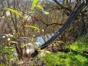 Aliso Creek Trail view