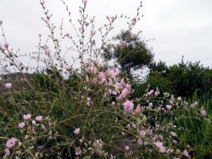 Laguna Coast Wilderness - Wildflowers