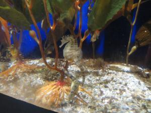 A seahorse on display inside the Audubon Aquarium