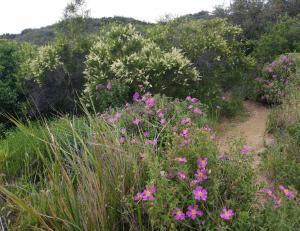 Tuna Canyon Park - Hike - Wildflowers