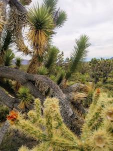 Grand Canyon West - Joshua Tree Forest