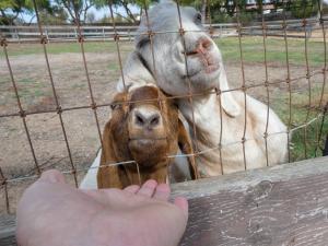 McKenney Winery - goats help with cleanup