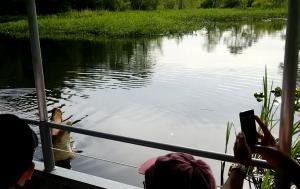 Alligator feeding during a Pearl River Swamp tour near New Orleans
