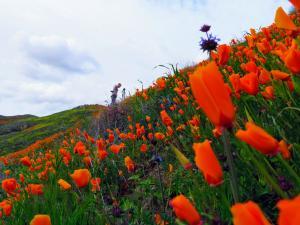 Walker Canyon Poppy Flower Super Bloom - Flowers