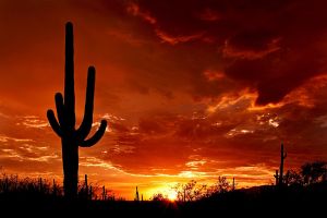 AZ Tucson Saguaro Sunset - Wikipedia