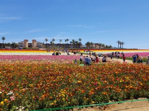 Carlsbad Flower Fields