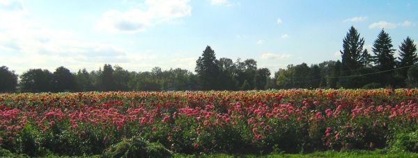 Dahlia fields in the Willamette Valley