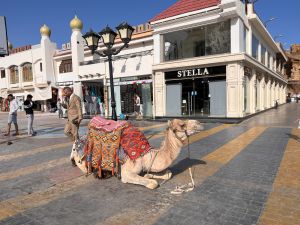 Egypt - Sharm El-Sheikh - Old Market Camel