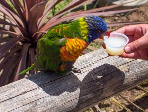 A colorful bird in the Lorikeet Forest aviary