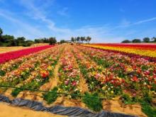 Carlsbad Flower Fields