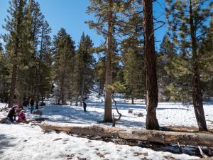 San Jacinto State Park forest floor covered in deep snow