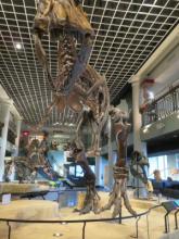 Philadelphia Academy of Natural Sciences - Dino