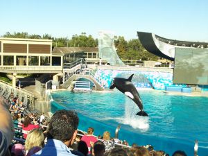 Orca Encounter