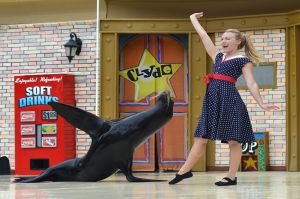 Sea Lions Live