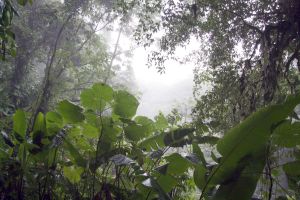 Cloud Forest at Monteverde - by Velorian - Wikimedia