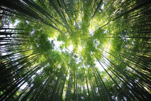 A dense and serene bamboo forest on the trail to Manoa Falls
