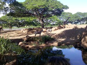 A zebra grazing at the Honolulu Zoo