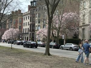 Elegant brownstones and blooming trees on Beacon Street in Boston during springtime