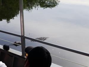 A large alligator lunges out of the water to catch food