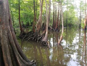 Swamp tour near New Orleans