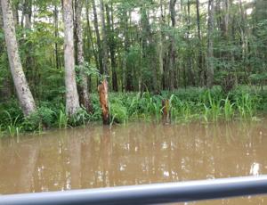 A boat cruises through a dense Louisiana swamp