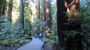 Wooden boardwalk trail winding through Muir Woods