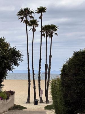 Tropical palm trees swaying over the sandy coastline of Seal Beach